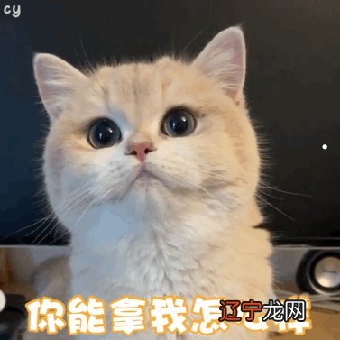 易安居解梦:做梦梦到买猫有什么寓意呢?