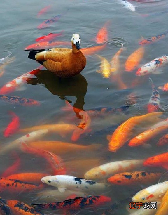 梦见把鱼送给别人