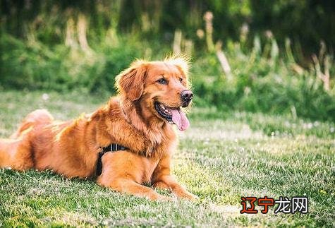 属狗的几月出生最好,属狗出生月份的命运