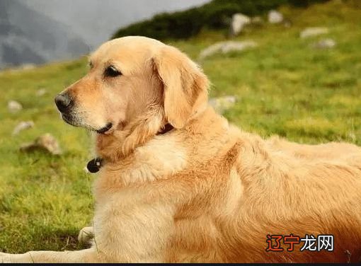 属狗的几月出生最好,属狗出生月份的命运