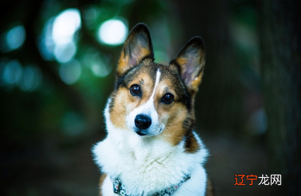 属狗的几月出生最好,属狗出生月份的命运