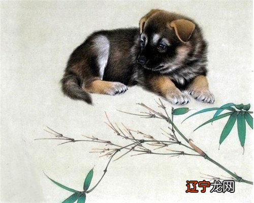 关于属狗人出生月的命运你了解多少?