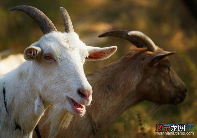 属牛和属牛的相配吗 属牛配属牛好不好呢