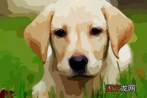 1982年属狗的和什么属相最配