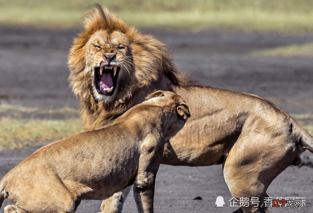 对于狮子座的男生,你们的评价和感觉是咋样的?