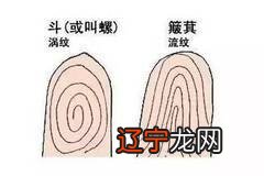 手指纹路占卜算命 指纹算命