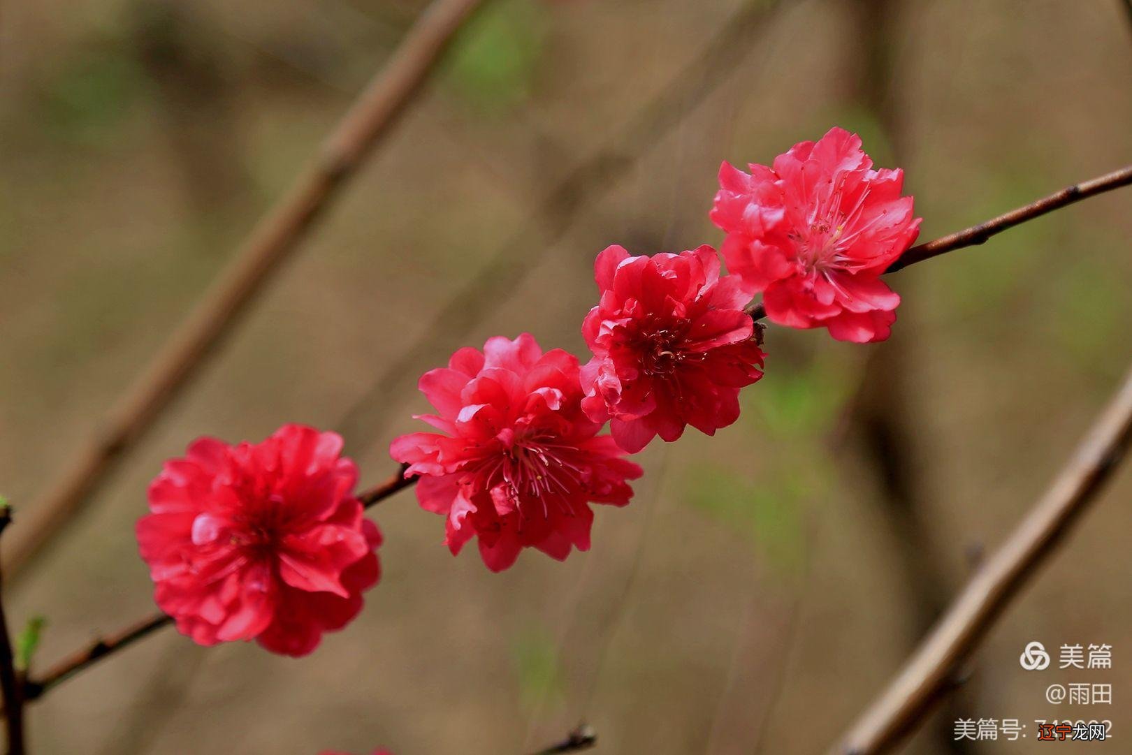 2017运势生肖运势_怎么看生肖运势_2020运势生肖运势详解