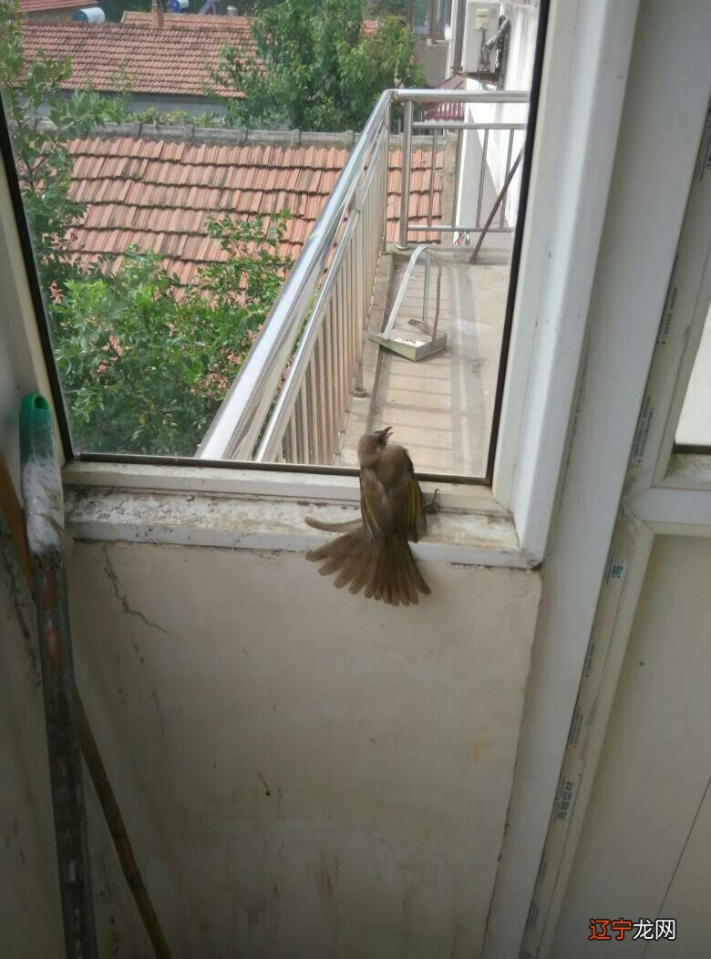 梦见满院子屎是什么意思?周公解梦