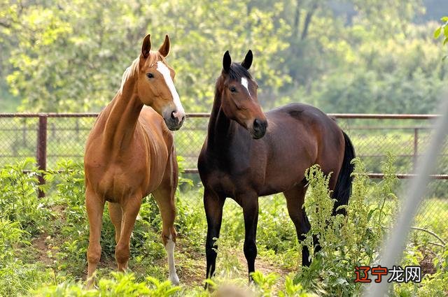 一个风水堂:八字中身旺星多的人
