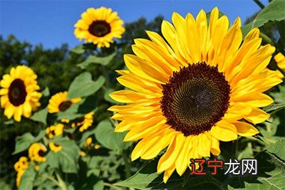 辰时男和寅时女配吗?辰时出生男孩什么命?