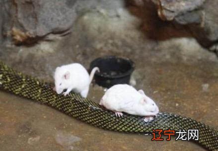 慈世堂:梦见蛇和老鼠是什么做梦?特地