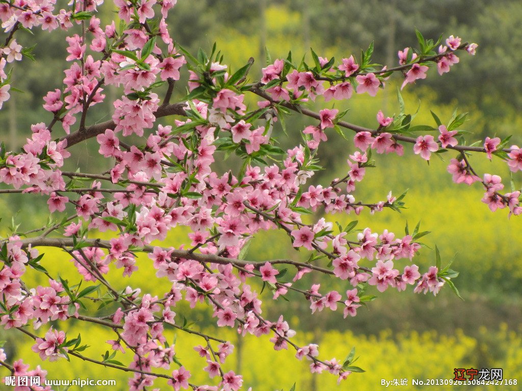 命中带有红鸾桃花是什么意思我有3多正缘桃花一朵咸池