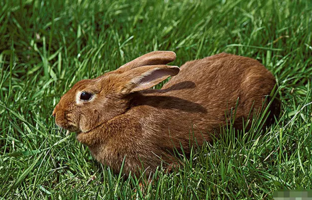 2、属兔女与什么属相男婚配最佳:属相婚配：男属兔和女属狗相配吗