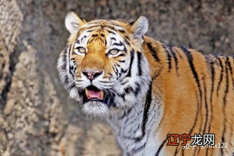 与属虎相冲的属相有蛇，有你吗？