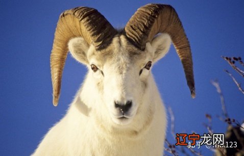 与属虎相冲的属相有蛇，有你吗？