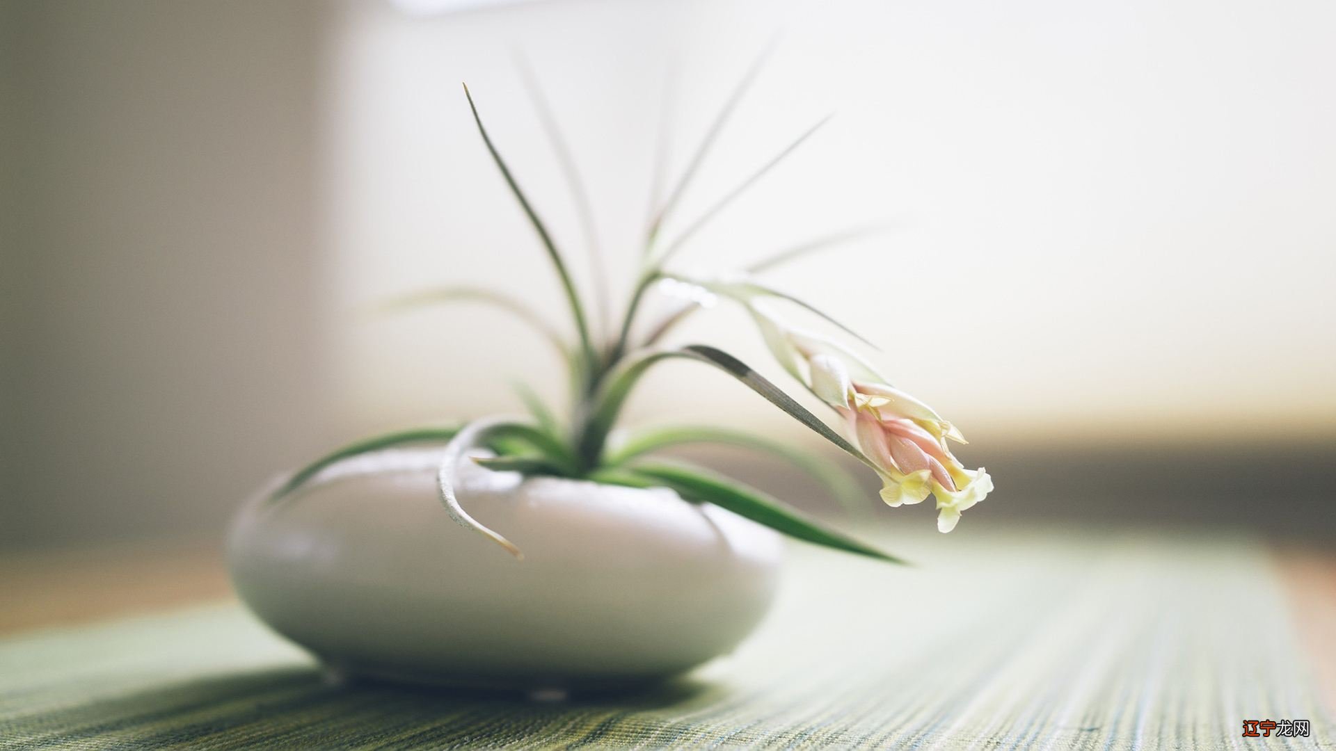 顿悟 命里有时终须有:万般皆是命,半点不由人