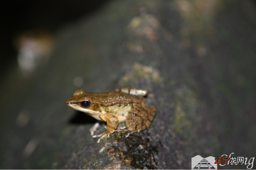 国内顶级的姓名学老师是谁、中国最牛的起名大师排名