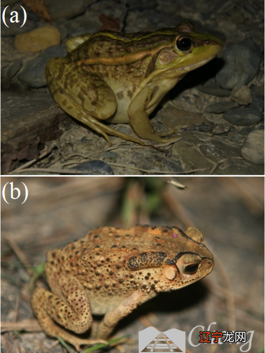 国内顶级的姓名学老师是谁、中国最牛的起名大师排名