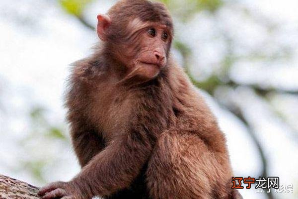 80年属猴2018年桃花运最佳的 1968年属猴人2020年运势