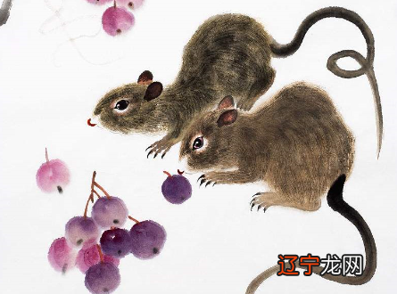 属马人2019年每月运势属鼠人2015年运势风水