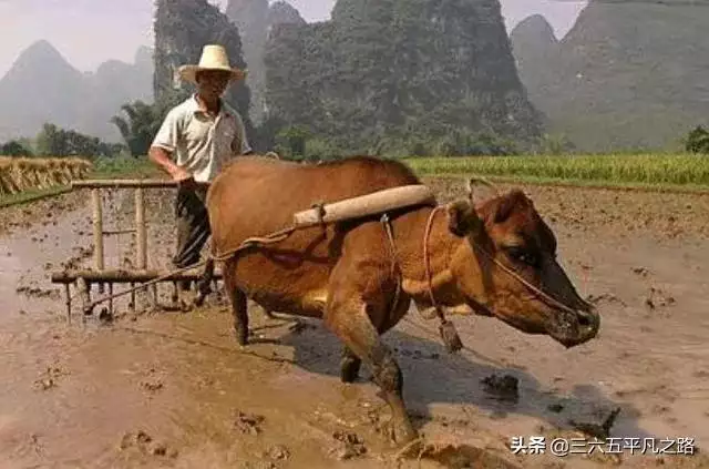 慈云阁生肖运势,2022 年十二生肖每月运程