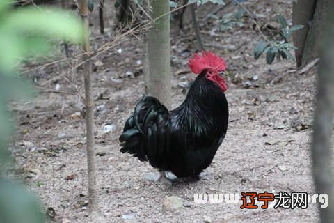 风水堂:梦见抓鸡,谁会卧床不起