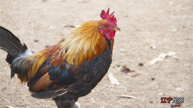 今年34岁是几年出生，属什么生肖_农历1990年12月27出生属什么生肖_五七年出生属什么生肖