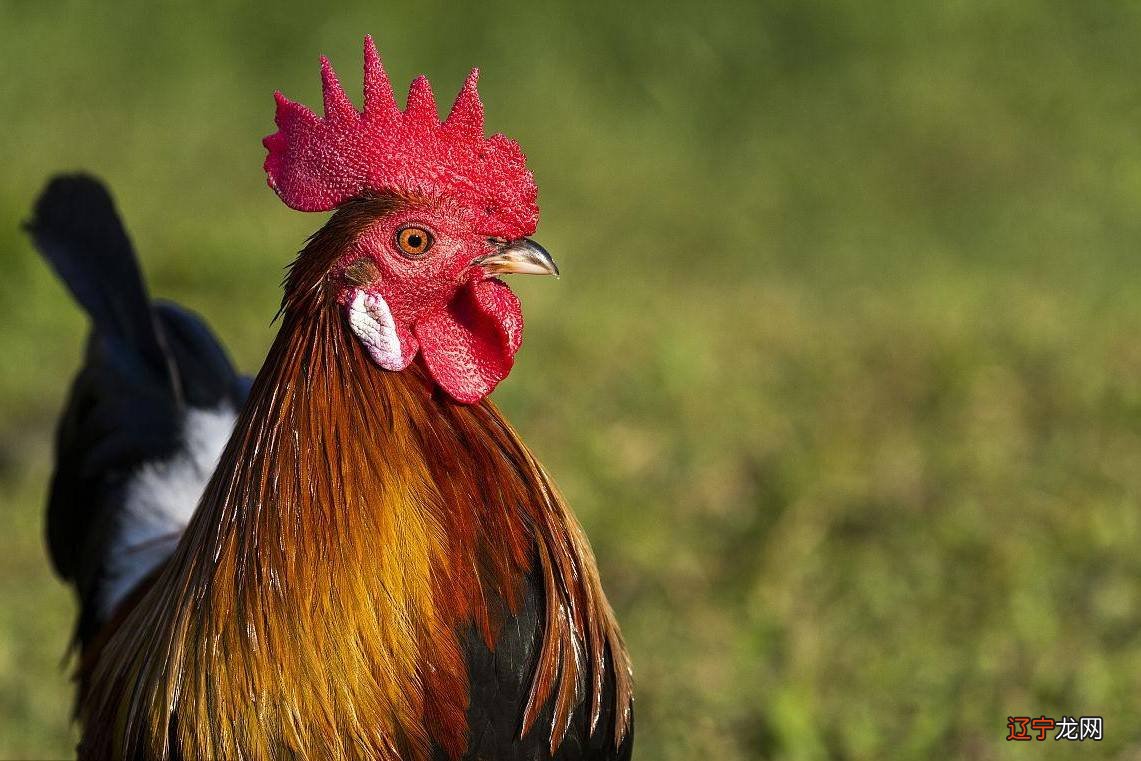 今年34岁是几年出生，属什么生肖_五七年出生属什么生肖_农历1990年12月27出生属什么生肖