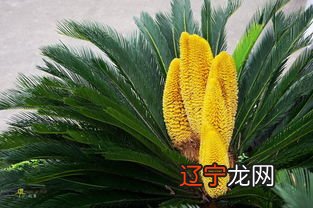 铁树开花心情说说