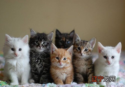 组图 梦见养猫是什么意思?做梦好不好的梦境解析