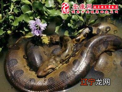 和梦见蟒蛇缠身然后被救相似的梦境