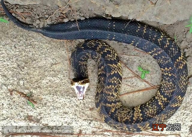 和梦见蟒蛇缠身然后被救相似的梦境