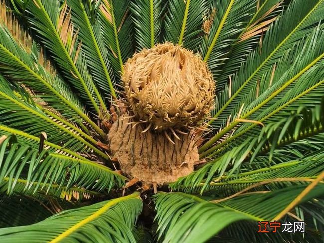 重庆一男子家中铁树频频开花 专家：很正常