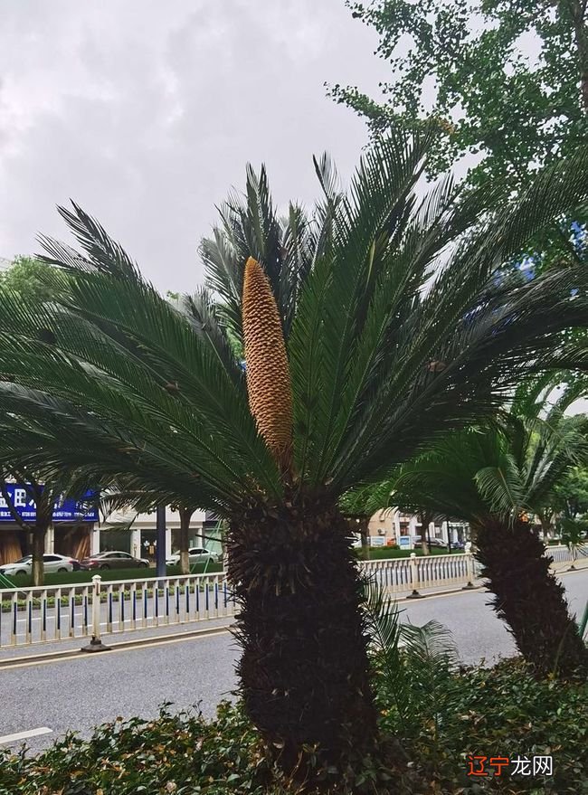 重庆一男子家中铁树频频开花 专家：很正常