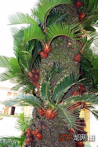 重庆一男子家中铁树频频开花 专家：很正常