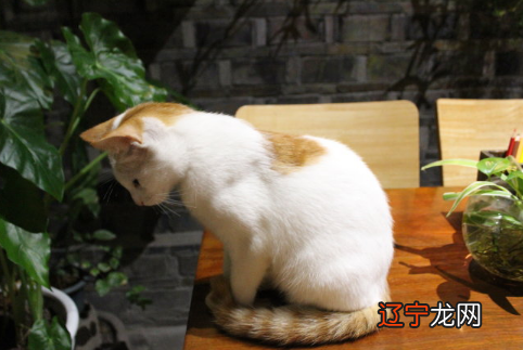 做梦梦见被猫追怎么回事?