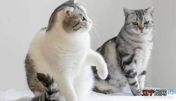 做梦梦见被猫追怎么回事?