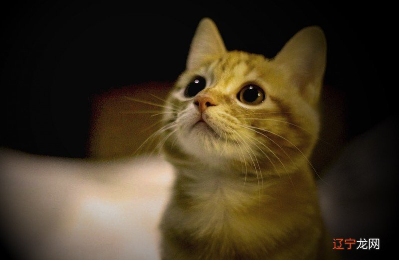 做梦梦见被猫追怎么回事?