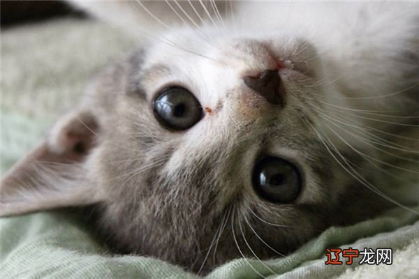 做梦梦见被猫追怎么回事?