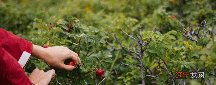 1955年的属相是什么?年属什么生肖?你知道吗?