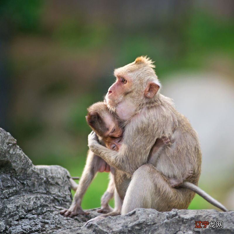 女猴男兔属相配指数_属猴的猴跟什么生肖相配_生肖属相配对表年龄