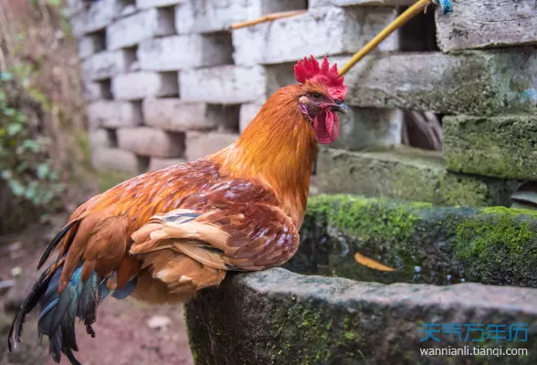 属鸡的和什么属相最配、相克，属鸡与什么属相相克，相配
