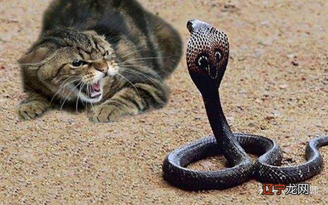 女人梦见猫咬蛇 梦见猫吃蛇是什么意思