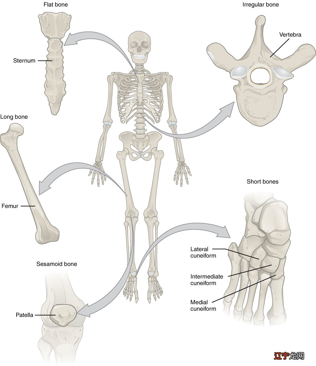 骨相学 千人千面千风水,一眉一相一人生