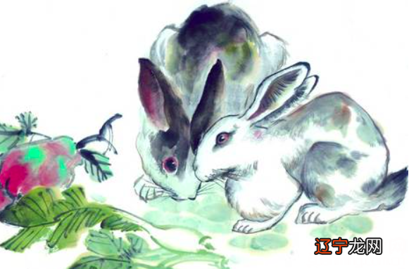 属兔的年份是哪几年,各年份命运大解析