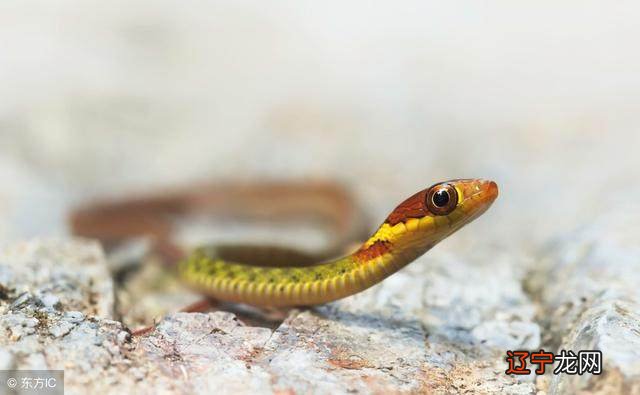 属蛇的朋友们,知道你们出生在几月份最苦命吗?