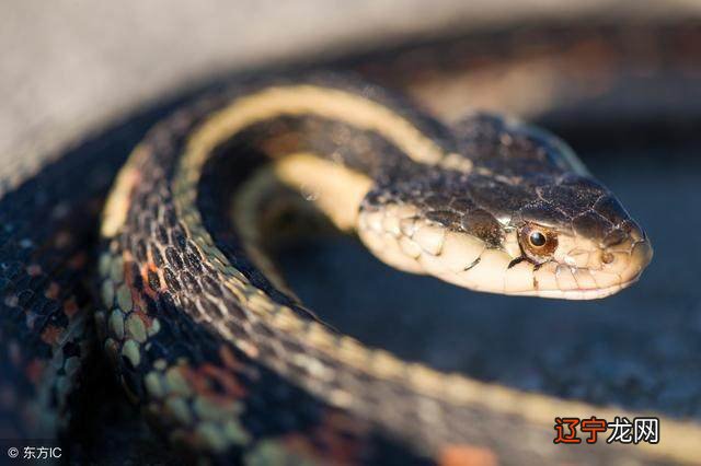 属蛇的朋友们,知道你们出生在几月份最苦命吗?