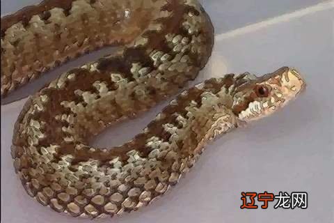 属蛇的朋友们,知道你们出生在几月份最苦命吗?