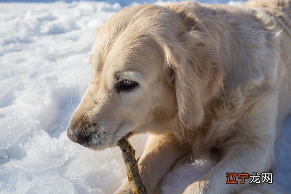 属狗男最佳婚配 属狗男和什么属相最配