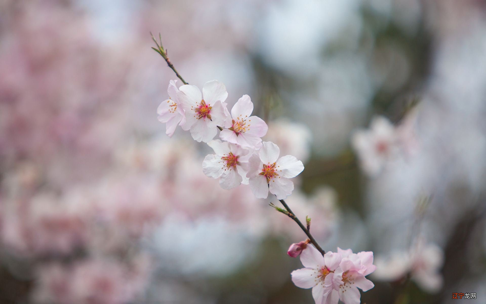 八字看桃花煞何为八字桃花劫运势分析及化解方法